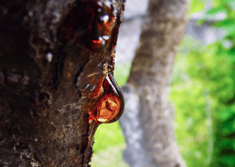 Baltic Amber Fragrance