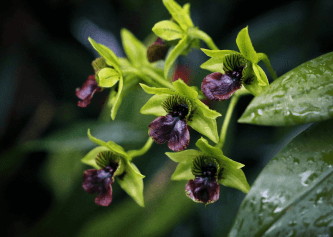Black Orchid CONC Fragrance