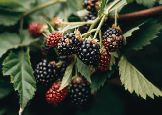 Blackberry & Ylang Ylang