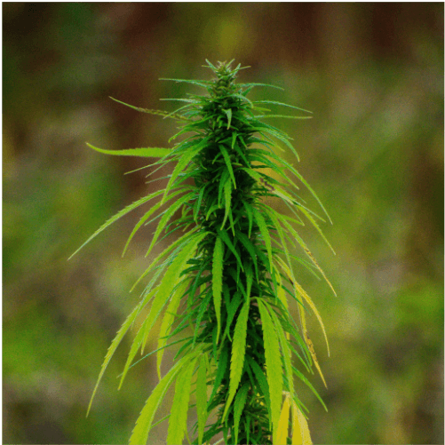 CBD Muscle Rub Gel