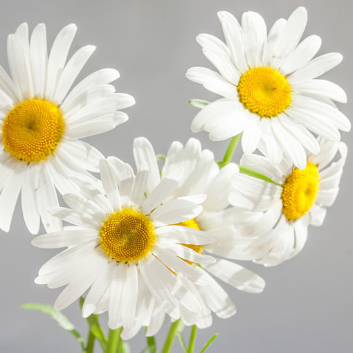 Mum & Baby Cream Wash