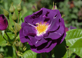 English Rose Fragrance