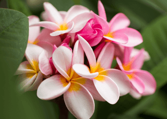 Frangipani Fragrance 