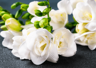 Freesia & Pear Fragrance