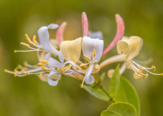 Honeysuckle & Jasmin
