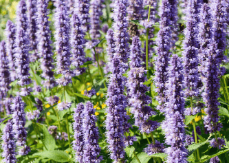 Patchouli & Amber Fragrance