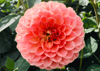 Santal Fragrance