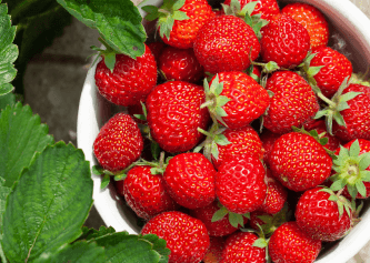 Strawberry Fragrance