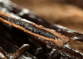 Vanilla Fragrance