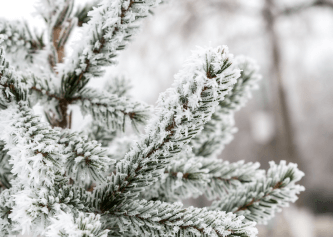 A Walk in the Winter Woods 