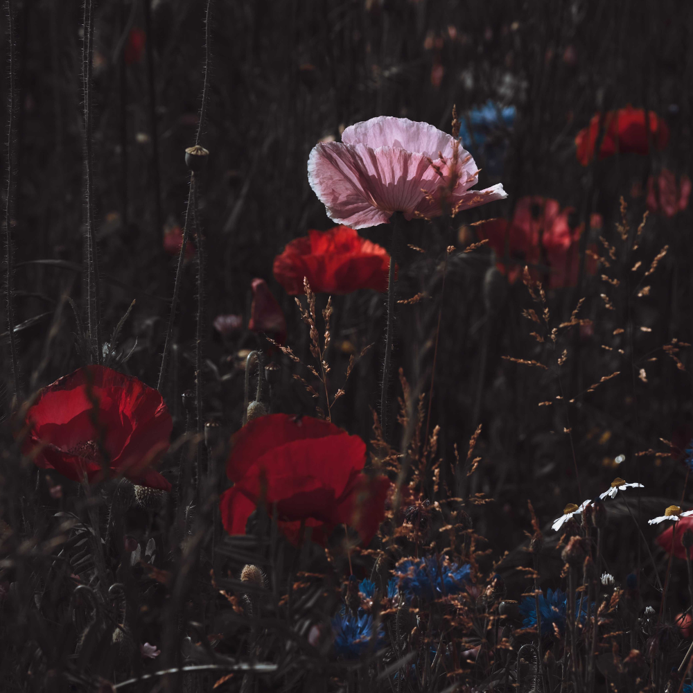 Dark Poppy Fragrance