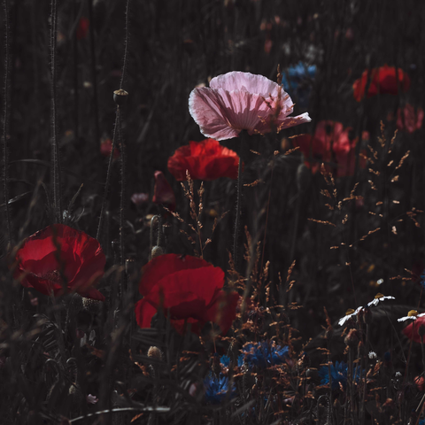 Dark Poppy Fragrance
