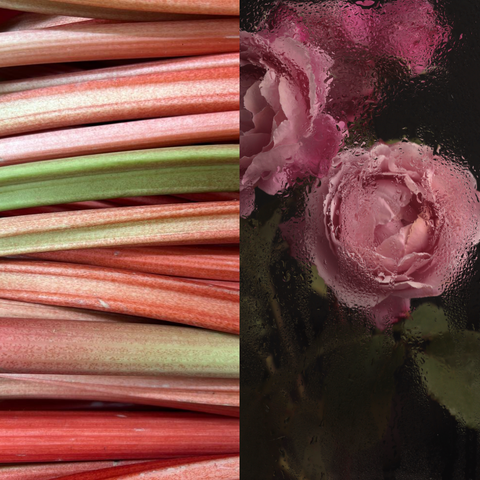 Rhubarb & Rose Fragrance