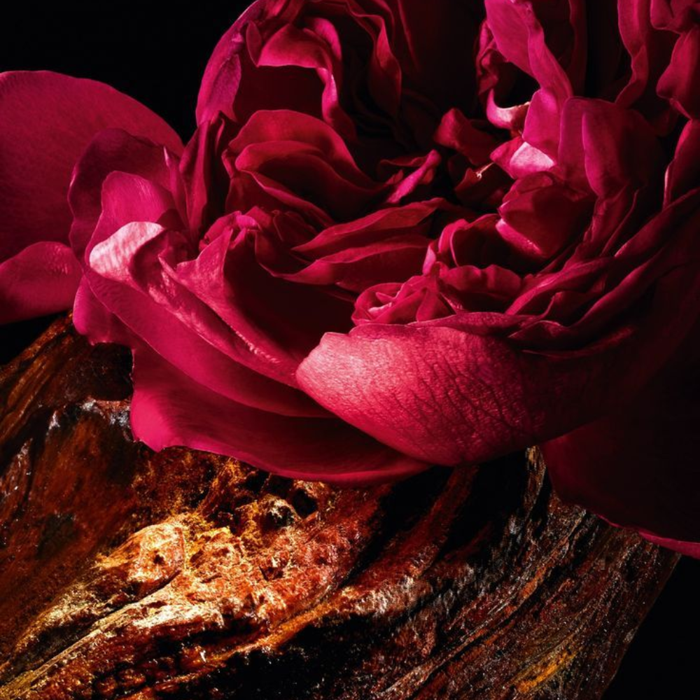 Velvet Rose & Oud Fragrance