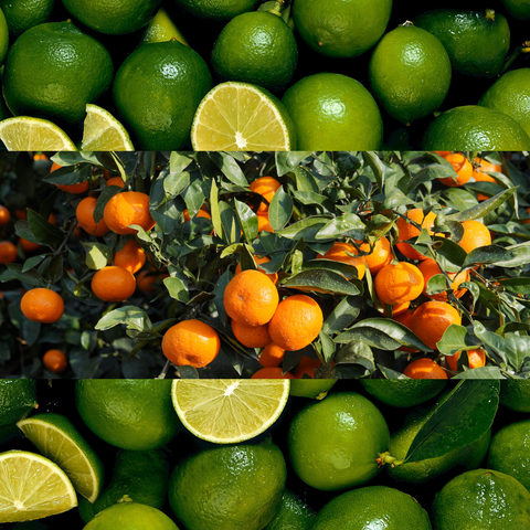 Lime Basil & Mandarin Fragrance