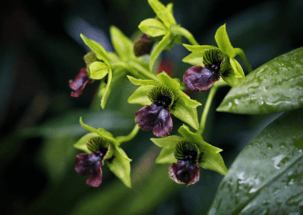 Black Orchid CONC Fragrance 