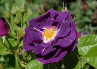 English Rose Fragrance 