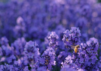 Lavender Woods Fragrance 