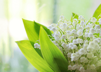 Lily of the Valley Fragrance 