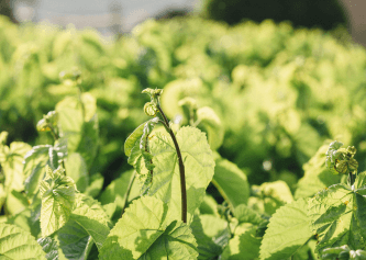 Patchouli Leaves, Lavender&nbsp;& Lime 